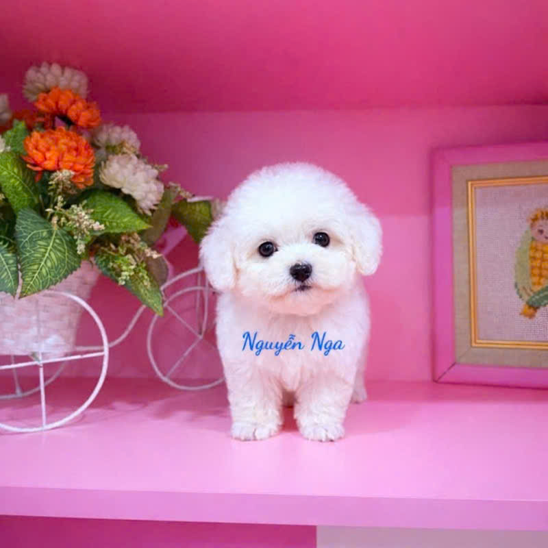 Chó Poodle -PT 16168